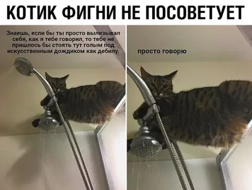 Смешная картинка №369420 кошки