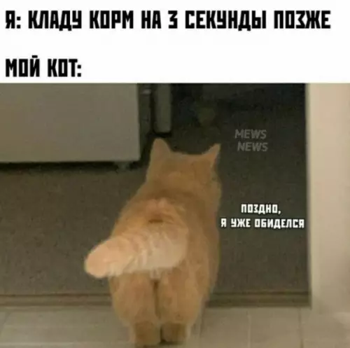 Смешная картинка №600652 коты