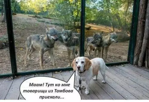 Смешная картинка №431120