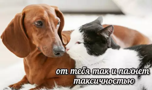 Смешной момент: дружба собаки и кошки