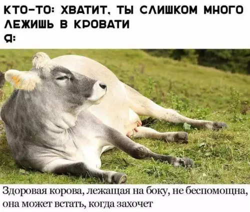Уровень моей продуктивности сегодня 🐮💤 - КТО-ТО: ХВАТИТ, ТЫ СЛИШКОМ МНОГО ЛЕЖИШЬ В КРОВАТИ Я: Здоровая