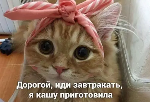 Смешная картинка №546073 Moя любимaя кaшa