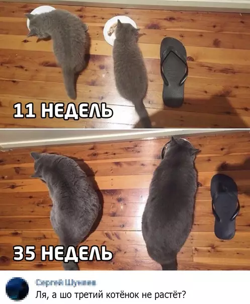 Смешная картинка №551418