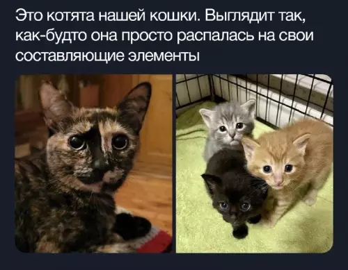 Смешная картинка №663500 Кошки 