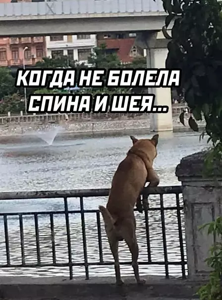 продолжение Смешная картинка №589199