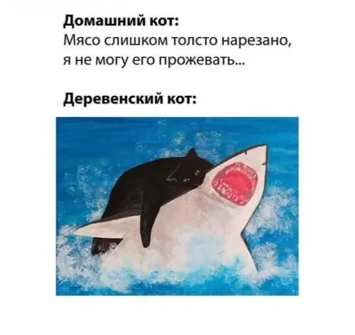 Смешная картинка №698721 коты