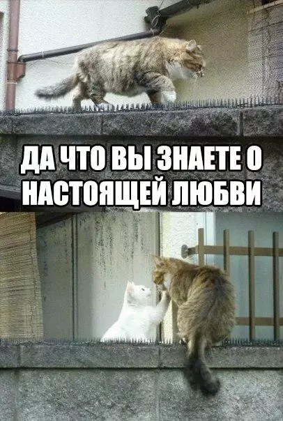 Смешная картинка №174384 кот, кошки