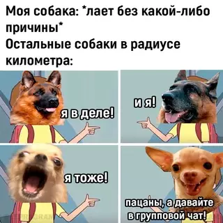 Смешная картинка №691406 собаки