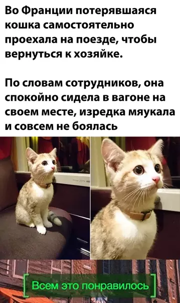 Смешная картинка №541917