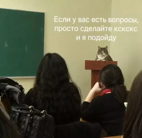 Учитель, у меня вопрос! 🐾 - Если у вас есть вопросы, просто сделайте кскскс и я
