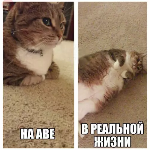 Смешная картинка №217929