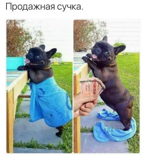 Смешная картинка №201475