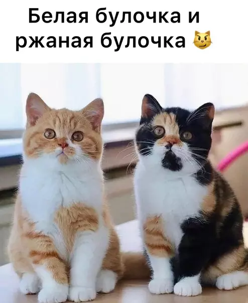 Смешная картинка №592697