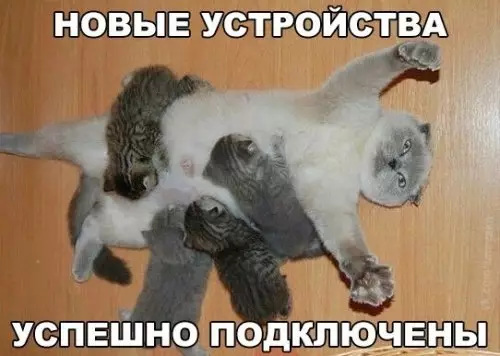 Смешная картинка №307422 кошки