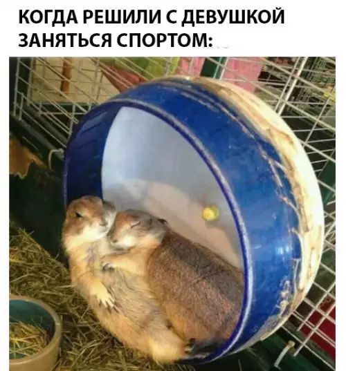 Смешная картинка №290512 Животные, спорт