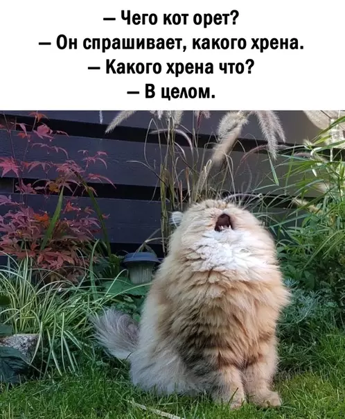 Смешная картинка №492359 Hacтpoeниe: