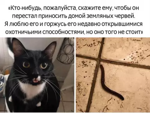 Смешная картинка №466005 Идеальный кот для рыбаков коты