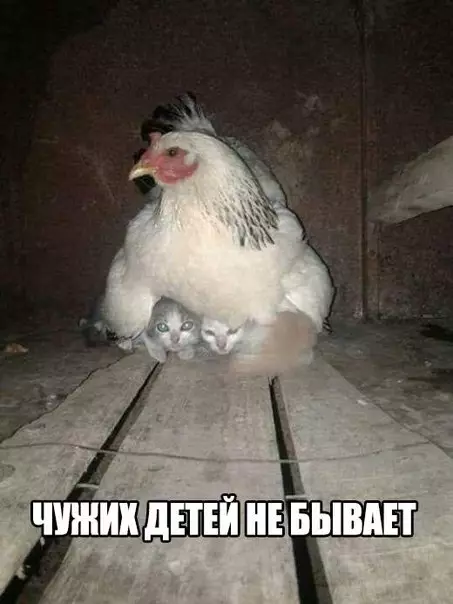 Смешная картинка №227881