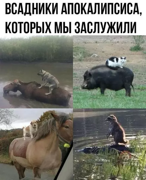 Смешная картинка №510370 Бременские музыканты, вы ли это?