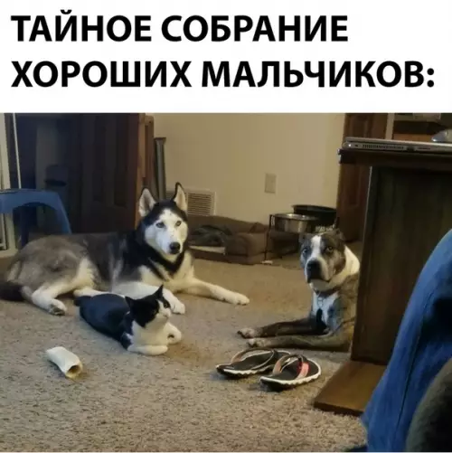 Смешная картинка №292798