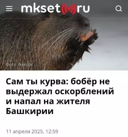 Бобер против человека: битва века! 🦫🥊 - Сам ты курва: бобёр не выдержал оскорблений и напал на