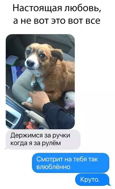 Смешная картинка №316279 собаки
