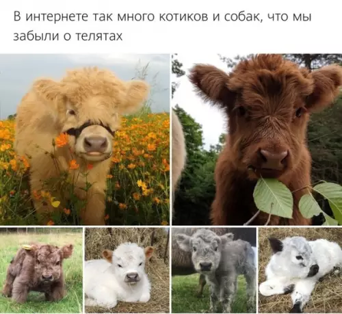 Смешная картинка №508686 Почти как кисонька, только с копытами