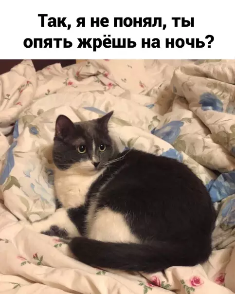 Смешная картинка №562728 Жиpoвaя бpoня нe cпacaeт oт paн