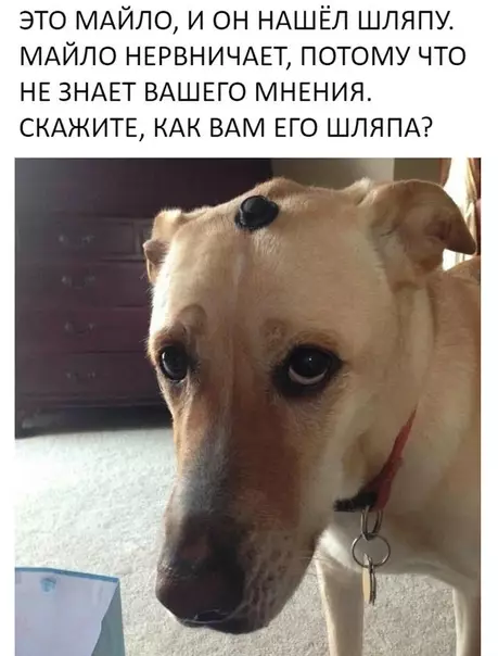 Смешная картинка №340031 Самое милое за сегодня собаки
