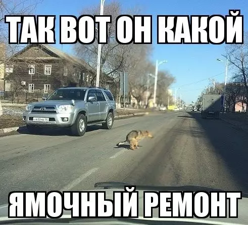Смешная картинка №177885 собаки