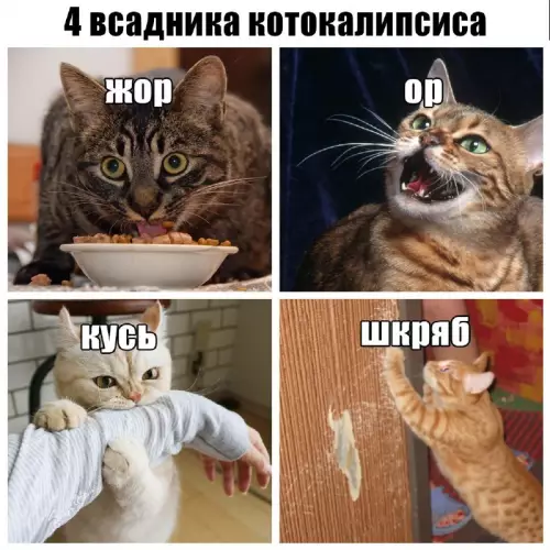 4 всадника котокалибса: выживет ли твоя квартира? 😼 - 4 всадника котокалибса. Жор, Ор, Кусь, Шкряб