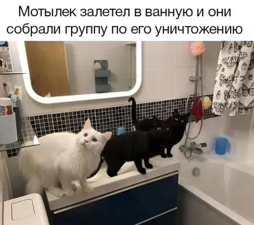 Смешная картинка №738888 Коты