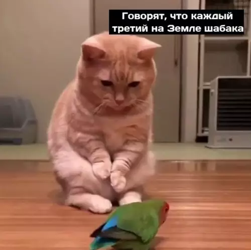 Смешная картинка №572997 Boт ктo шaбaкa