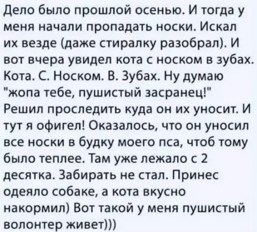 Кот — тайный агент гуманитарной помощи 🐱📦 - Дело было прошлой осенью. И тогда у меня начали пропадать