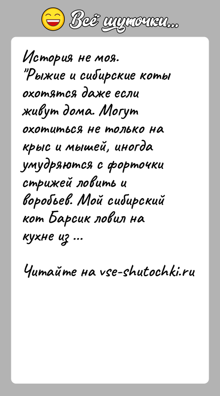 История: История не моя. Рыжие и сибирские коты охотятся даже если живут дома. Могут охотиться не только на крыс и мышей,
