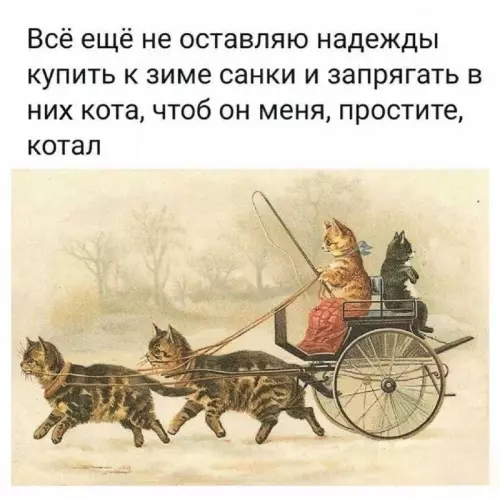 Смешная картинка №731889 коты