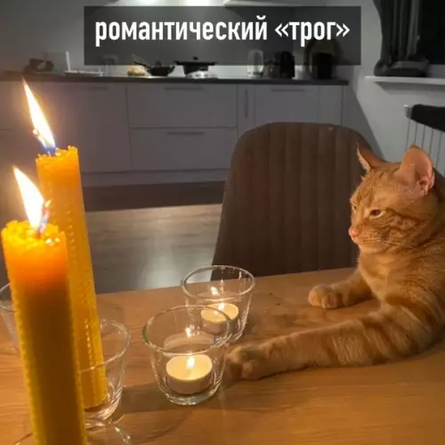 продолжение Смешная картинка №586922 "Tpoг" бывaeт paзным кошки