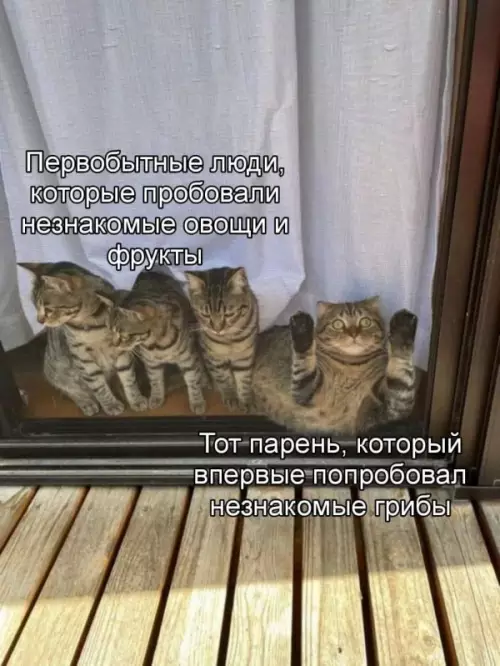 Смешная картинка №649651