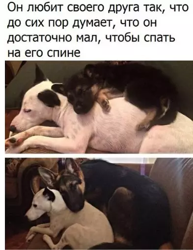 Смешная картинка №372364 собаки, животные