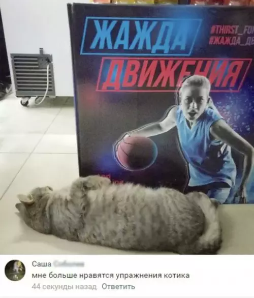 Смешная картинка №226982 кот, спорт