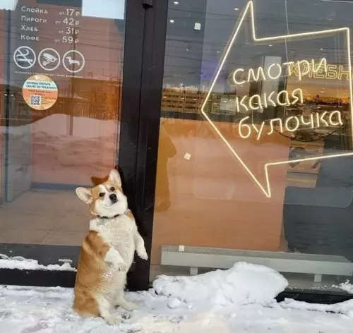 Смешная картинка №622744 Собаки