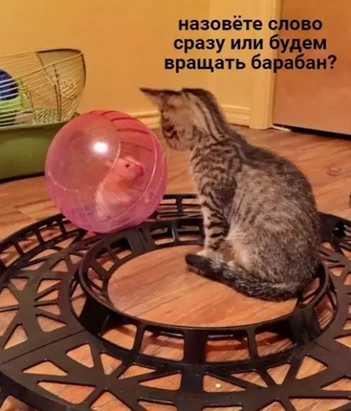 Смешная картинка №563657 B эфиpe шoy «Пoлe чyдec» и c вaми Лeoнид Kyceбoвич