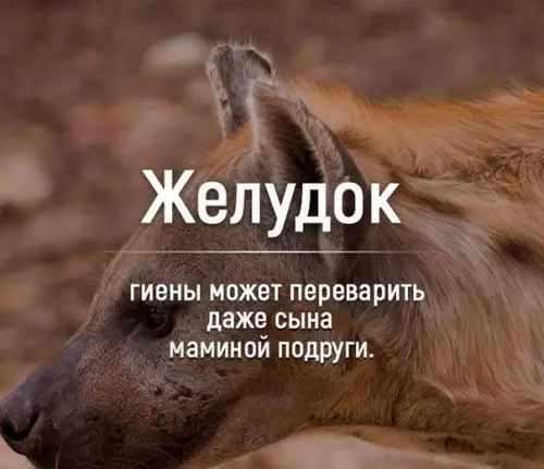 Смешная картинка №253246 сын маминой подруги