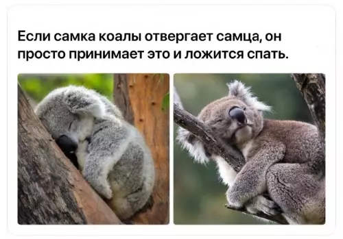 Коала — мастер эмоционального интеллекта! 🐨💤 - Если самка коала отвергает самца, он просто принимает это и