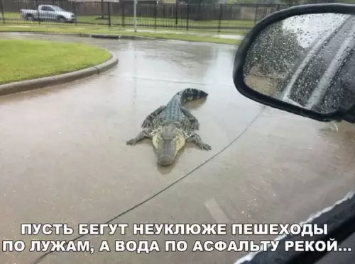 Смешная картинка №206338 крокодил, погода