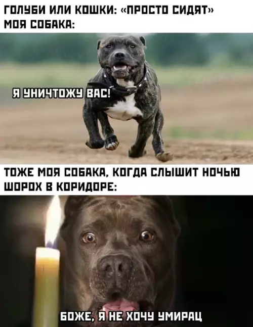 Смешная картинка №661296