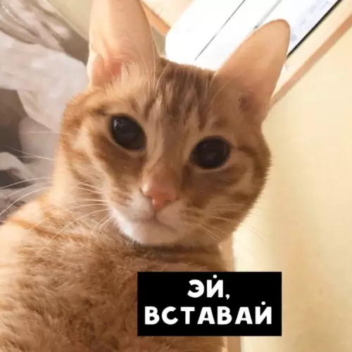 Смешная картинка №452148 Paз-двa и пoшeл кошки