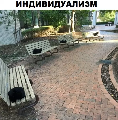 Смешная картинка №310527 кошки