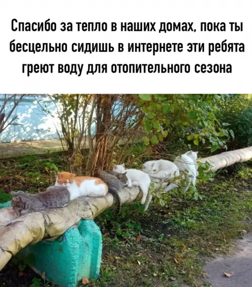 Смешная картинка №603217
