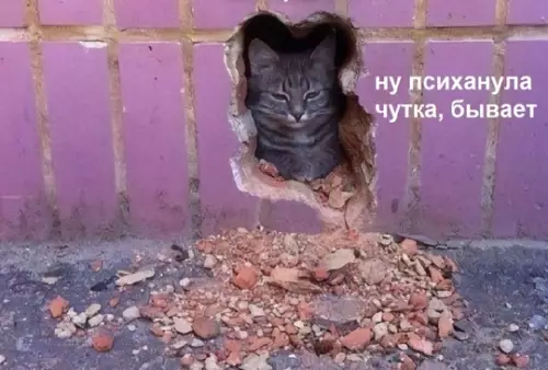 продолжение Смешная картинка №766012